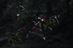 IMG_8279 (FILEminimizer)