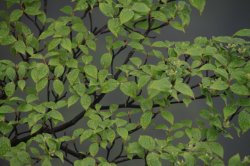 IMG_1998 (FILEminimizer)