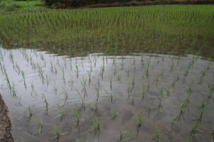 IMG_4872 (FILEminimizer)