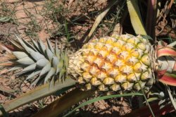 IMG_5973 (FILEminimizer)