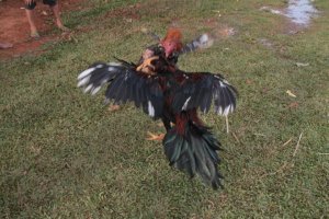 IMG_7810 (FILEminimizer)