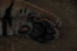 IMG_9437 (FILEminimizer)