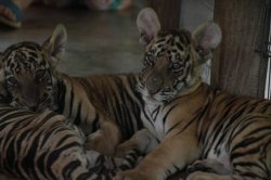 IMG_9448 (FILEminimizer)