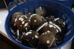 IMG_9607 (FILEminimizer)