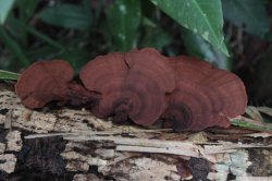 IMG_0675 (FILEminimizer)