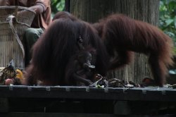 IMG_4259 (FILEminimizer)