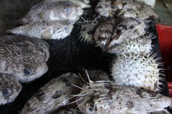 Peixes Porcos Espinhos IMG_4432 (FILEminimizer)