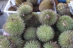 Gostosos, mas Mal Cheirosos IMG_5101 (FILEminimizer)