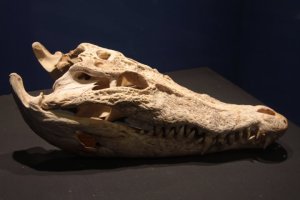 IMG_5236 (FILEminimizer)