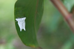 IMG_5516 (FILEminimizer)