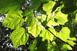 IMG_5534 (FILEminimizer)