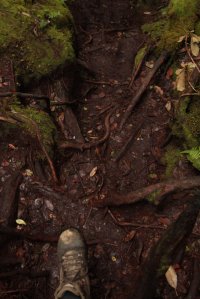 IMG_8065 (FILEminimizer)