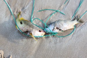 IMG_0781 (FILEminimizer)