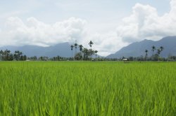 IMG_1341 (FILEminimizer)