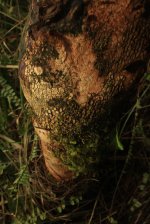 IMG_2569 (FILEminimizer)