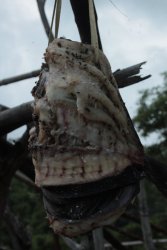 IMG_3574 (FILEminimizer)