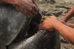 IMG_3650 (FILEminimizer)