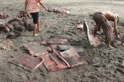 IMG_3668 (FILEminimizer)