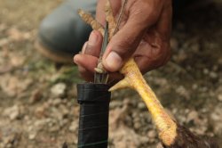 A Lâmina IMG_4605 (FILEminimizer)