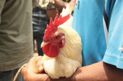 O IMG_4642 (FILEminimizer)