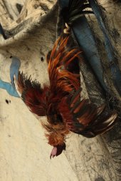 De Asas Abertas IMG_4654 (FILEminimizer)