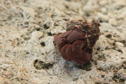 Mr. Crab IMG_5250 (FILEminimizer)