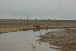 IMG_6784 (FILEminimizer)