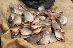 IMG_6795 (FILEminimizer)