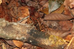 IMG_7590 (FILEminimizer)