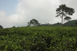 IMG_8639 (FILEminimizer)