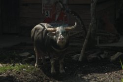 O Sagrado IMG_9494 (FILEminimizer)