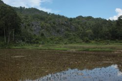 Arrozais IMG_9613 (FILEminimizer)