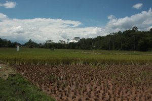 Quando apanhei o Ojek IMG_9647 (FILEminimizer)