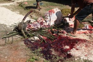 A ser Despedaçado IMG_9667 (FILEminimizer)