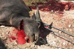 Morrendo IMG_9696 (FILEminimizer)