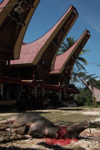 A Morte em "Torajilândia" IMG_9707 (FILEminimizer)