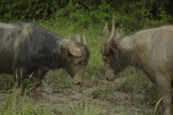 Cara a Cara IMG_9726 (FILEminimizer)