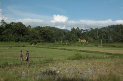 No Arrozal IMG_9728 (FILEminimizer)