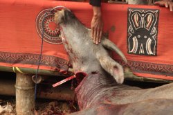 Descansa em Paz IMG_9770 (FILEminimizer)