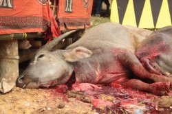 Sangue que Fecunda IMG_9776 (FILEminimizer)