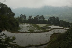 Arrozais IMG_9902 (FILEminimizer)