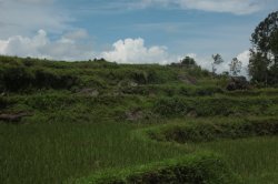 Arrozais II IMG_9963 (FILEminimizer)