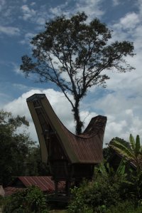 A Casa e a Árvore IMG_9967 (FILEminimizer)