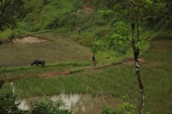 No Arrozal IMG_9999 (FILEminimizer)