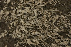 _MG_0045 (FILEminimizer)