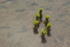 IMG_2231 (FILEminimizer)