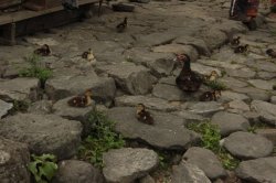 IMG_2488 (FILEminimizer)