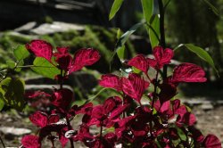 IMG_2565 (FILEminimizer)