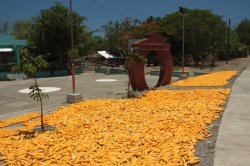 IMG_3054 (FILEminimizer)