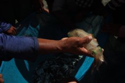 IMG_3081 (FILEminimizer)